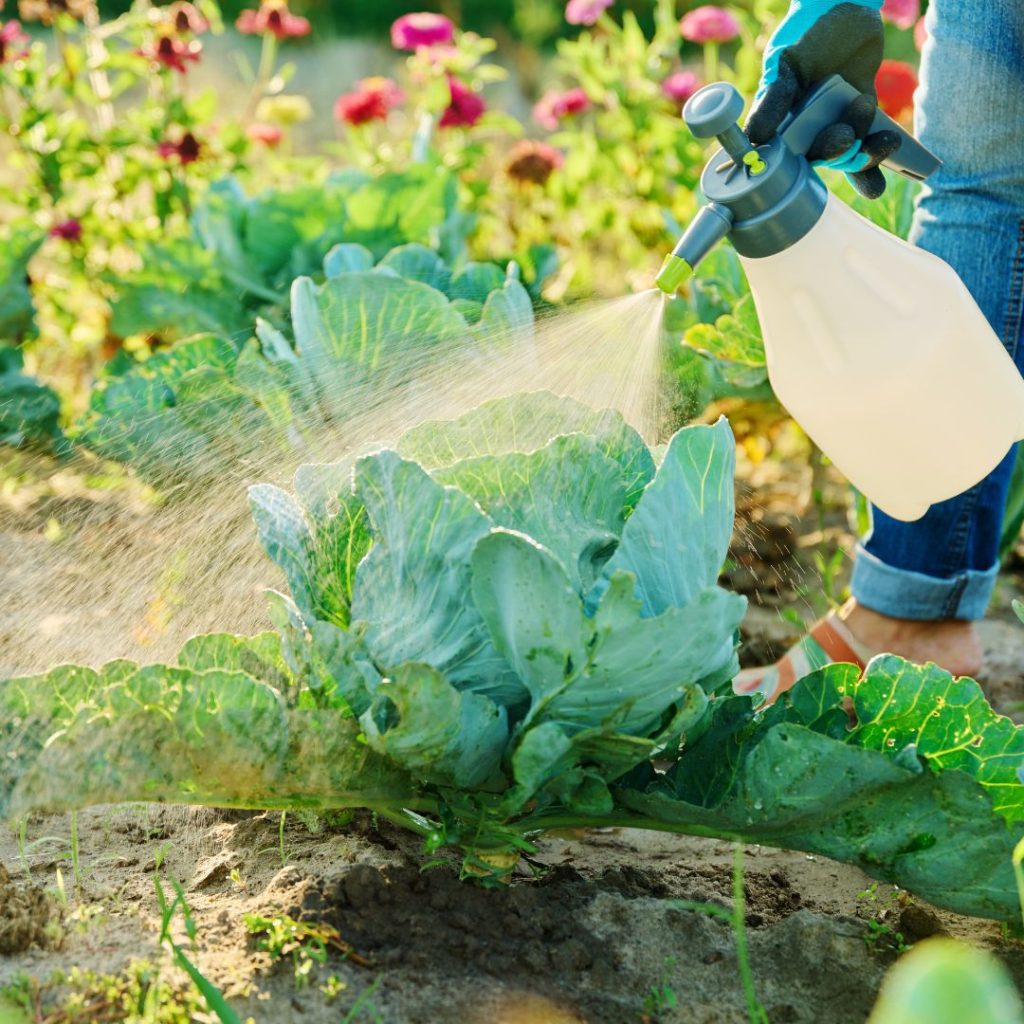 أرقام شركات رش الحشرات في مصر