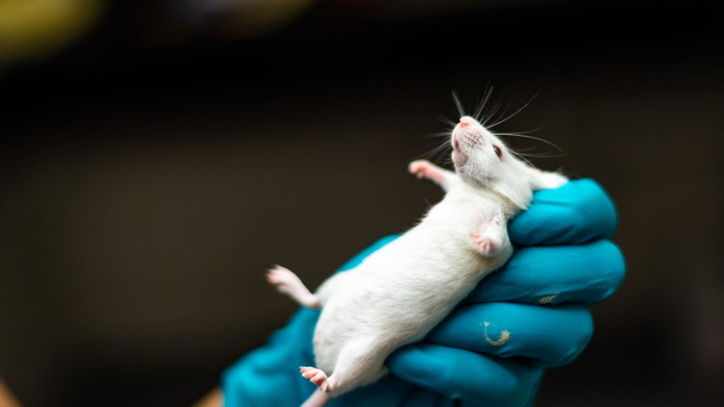 شركة متخصصة في ابادة القوارض