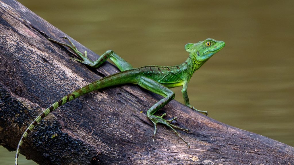شركة مكافحة الزواحف في مصر