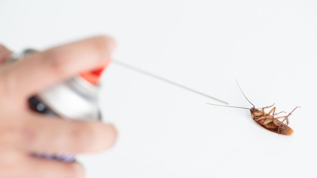 كيفية القضاء على الصراصير